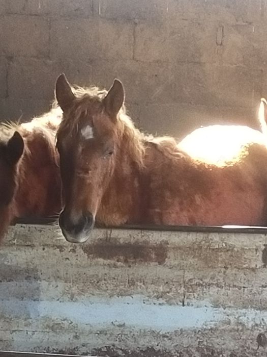 Жабагы сатылды 10 айлык