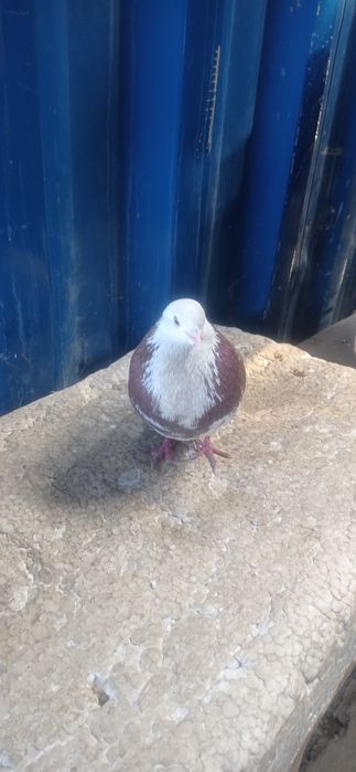 Отдам бесплатно голубя