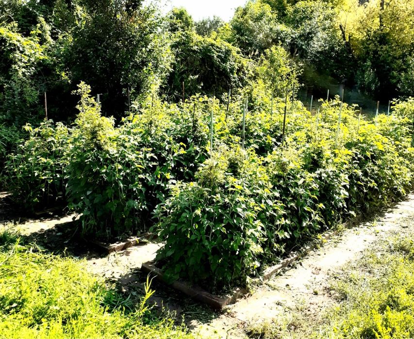 Дача продается/ Саяжай сатылады