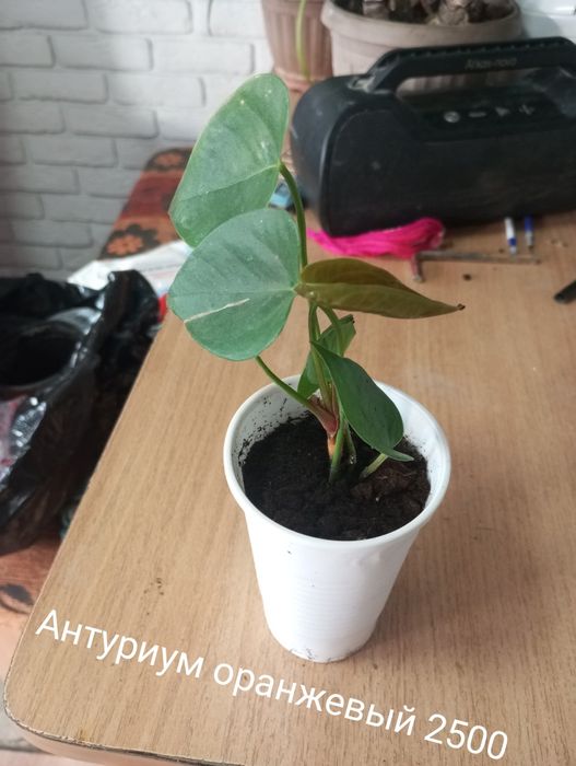 Продам или обменяю