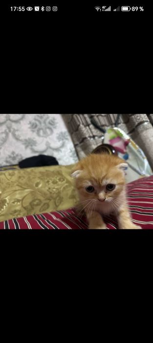 2 oylik Ismini ozila qoyasila