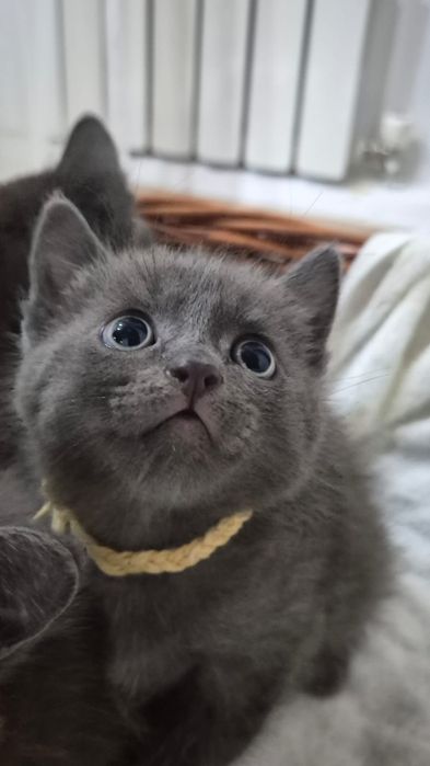 Отдам бесплатно ! Только в добрые руки !