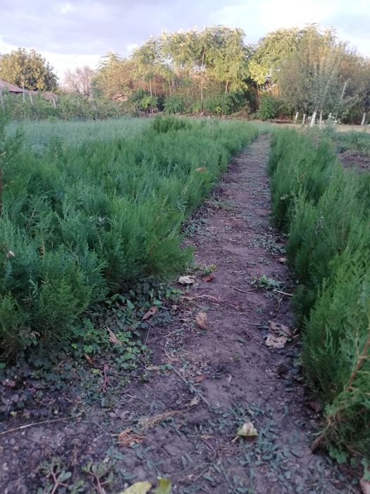 Туя разсад 0.80 лв