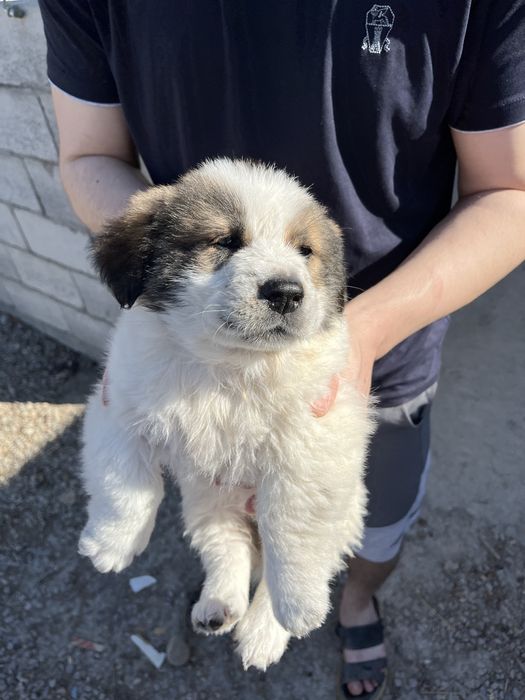 Продам щенка Алабая чистой пароды