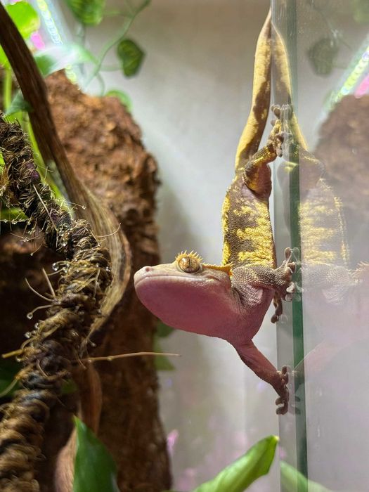 Бебета ресничест гекон (Correlophus ciliatus)