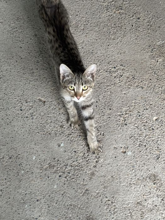 Отдам в добрые руки котёнка Барни