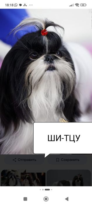 Императорская собачка Ши-Тцу