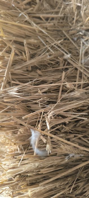 Пшен шоп сатылады доставка