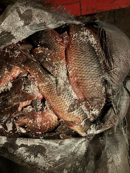 Продам сазан замороженный