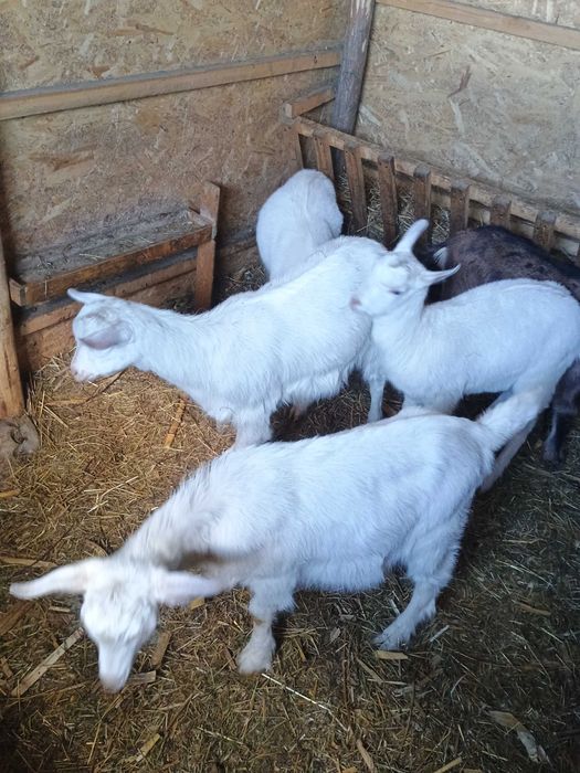 Iezi de vânzare pentru tăiat sau prăsilă din mame fff bune de lapte