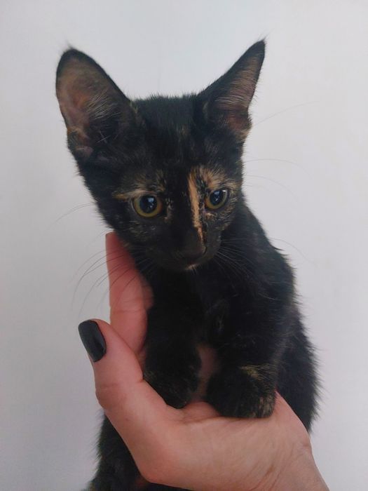 Puiuți de pisica