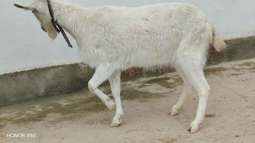 Zanen echkilar sotiladi