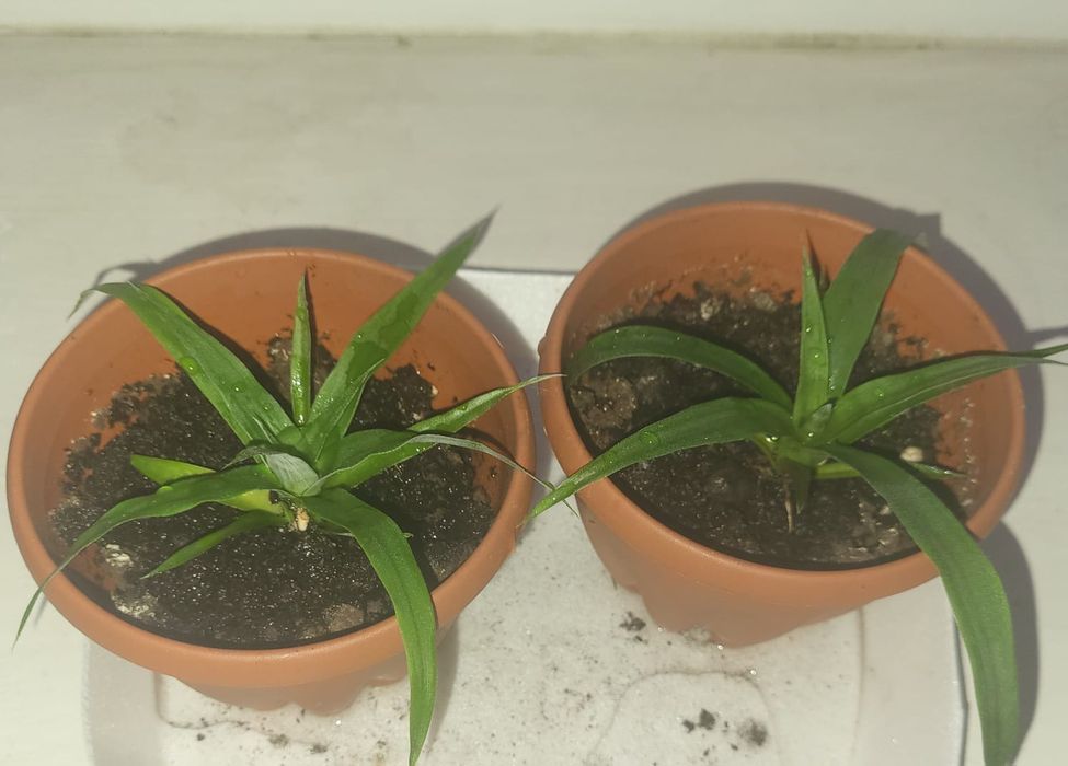 Отростки комнатных растений