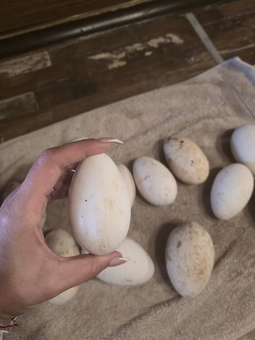 Гъши яйца за люпене