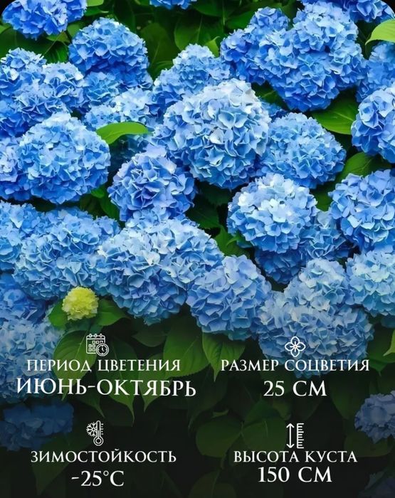 Гортензия Bodency, саженец C1.5л