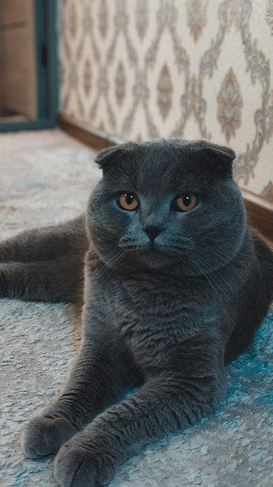 Scottish fold кошка