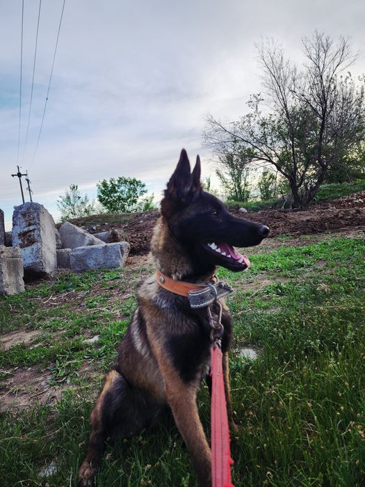 Белгиская окарачка