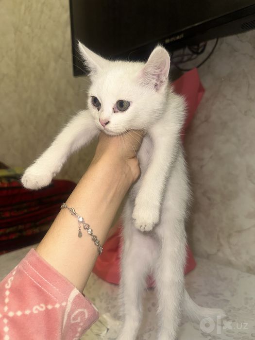 Mushuk bollari sotiladi