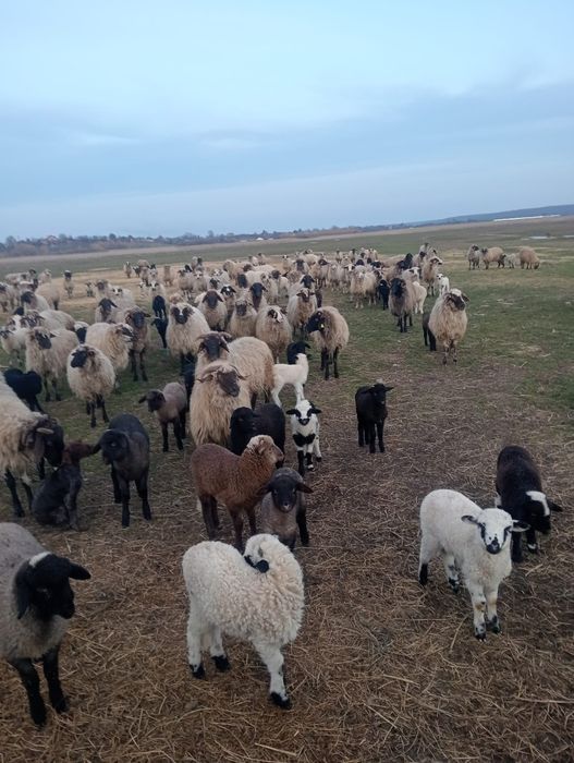 Vand oi  țurcane,breze