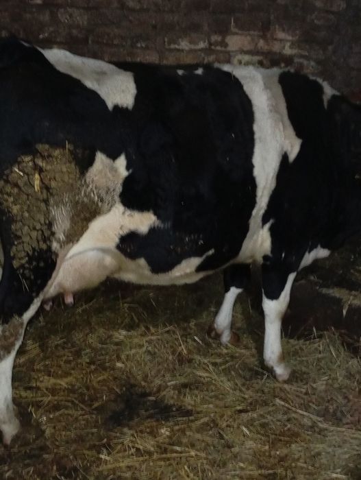 Vacă de vânzare zece cipe litri de lapte