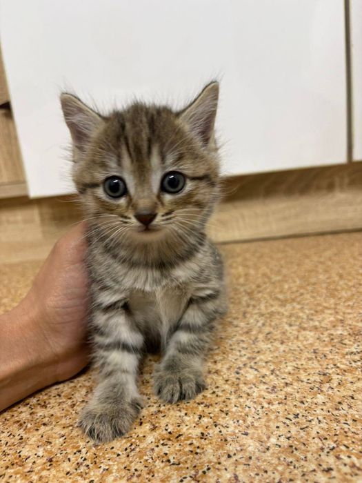 Отдам котенка девочку в добрые руки