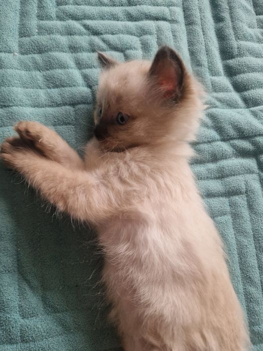 Отдам котят в добрые руки)