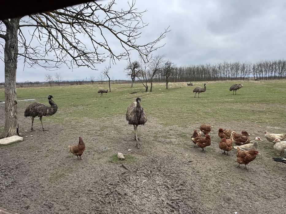 Vand Emu Australian intre 2-6 ani