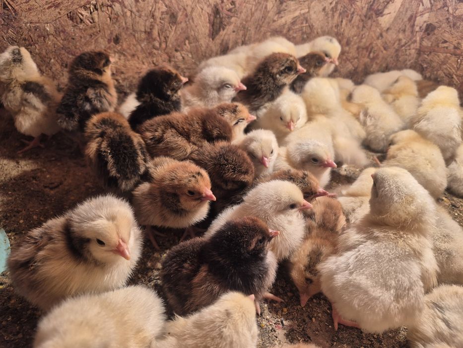 Цыплята,Балапандар