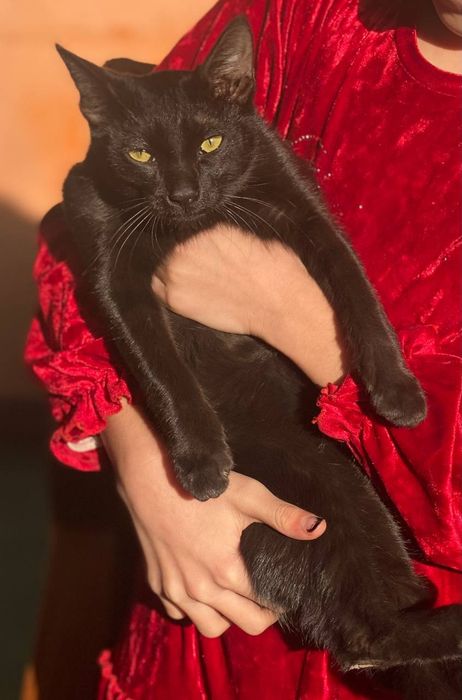 Бомбейский кот .