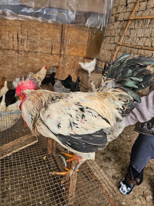 Қораздар сатылады