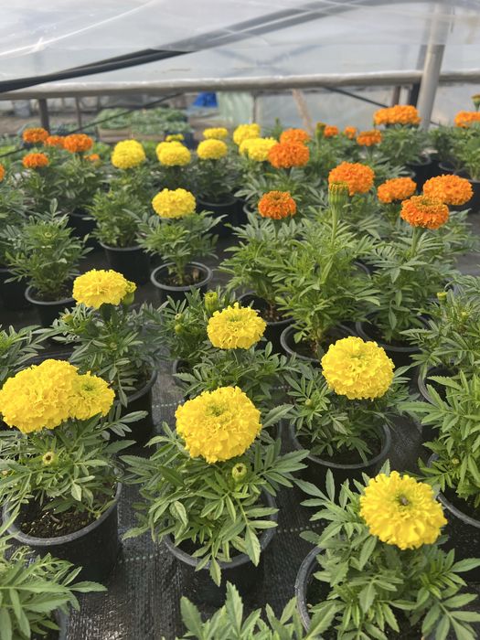 Flori si rasaduri legume: rasad ardei, rasad rosii, rasad vinete si altele direct de la producator!