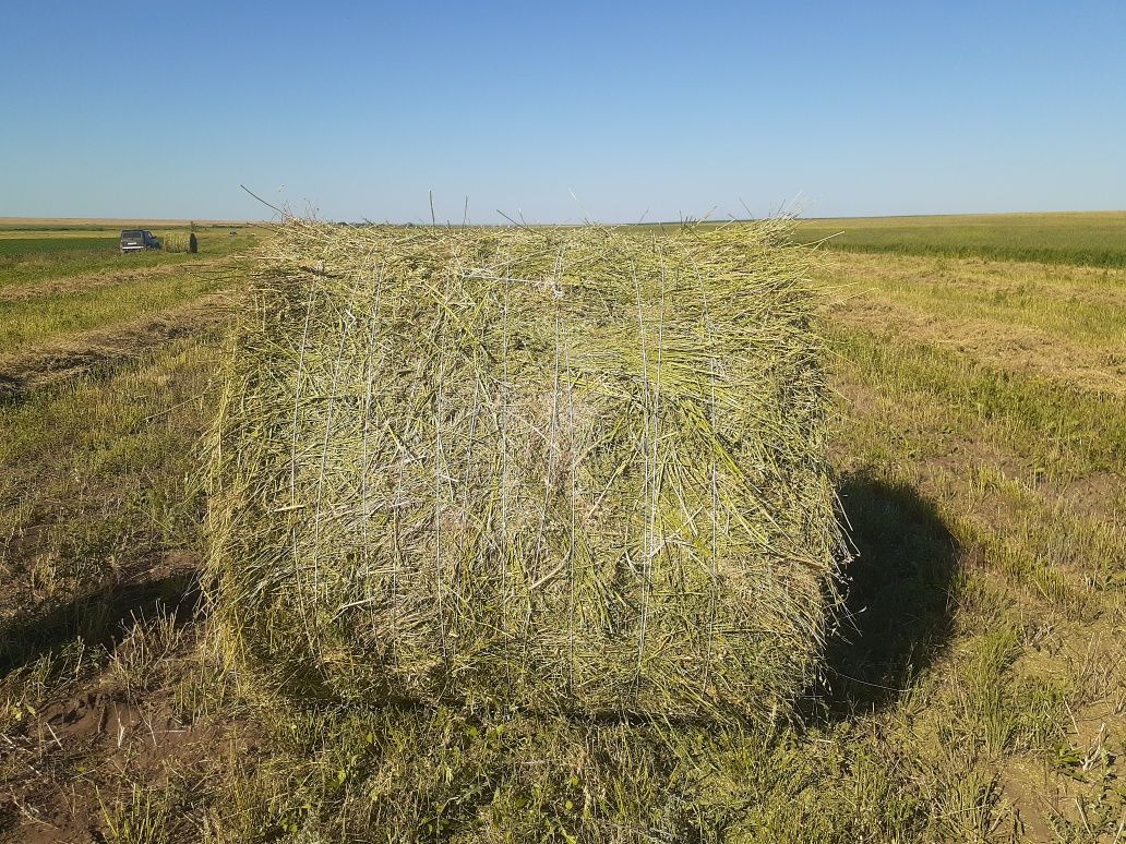 Сено бобовых