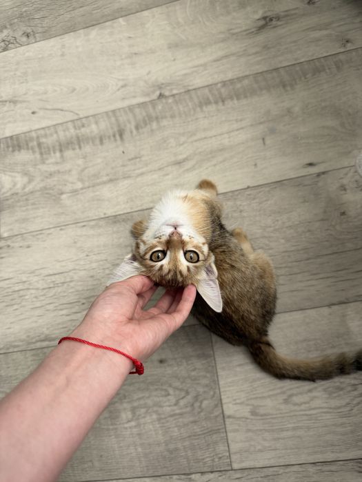 Котенок в добрые руки, СРОЧНО