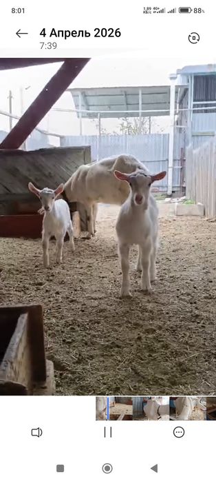 Козлики зааненские чистопородные