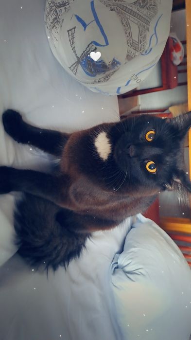 Отдам кота  добрым надежным людям.