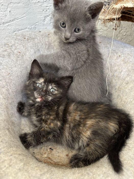 Котята ищут дом
