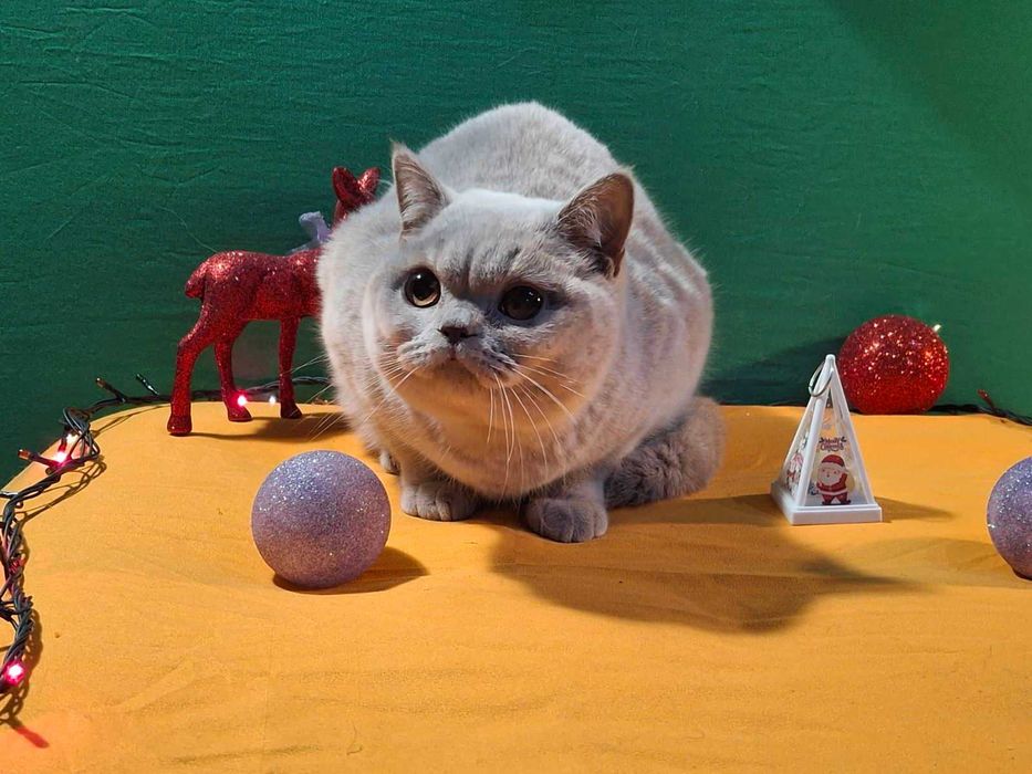 Британски лилави късокосмести котенца