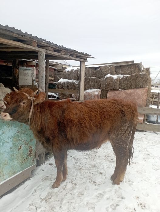 Продается телка. Тайынша сатылады