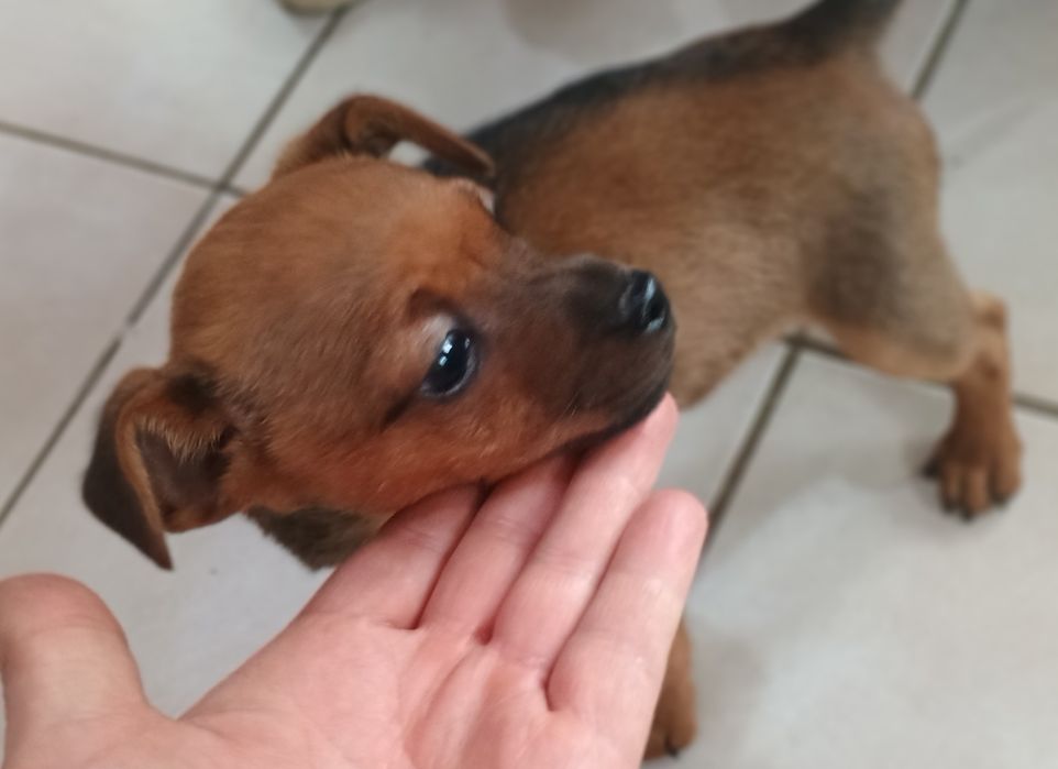 пинчер  с ваксина и паспорт.