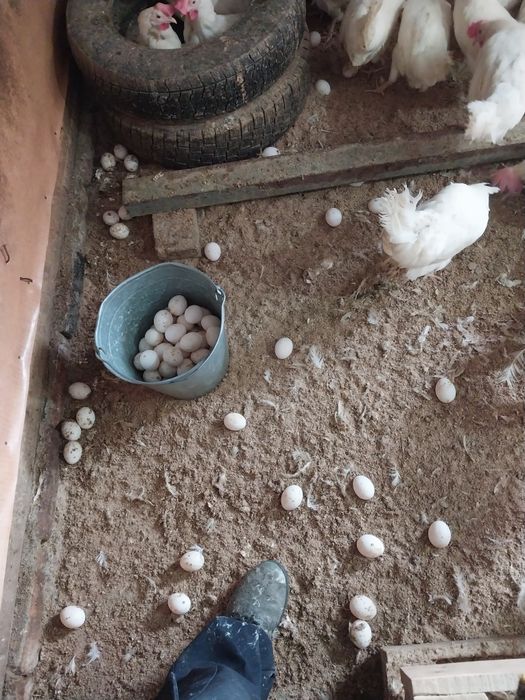Куры несушки белые в наличии
