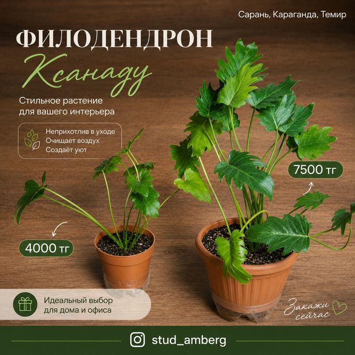 Филодендрон  1...