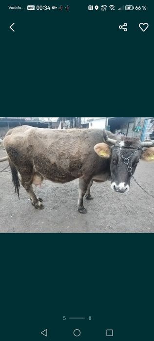 Vacă de vânzare frumoasă