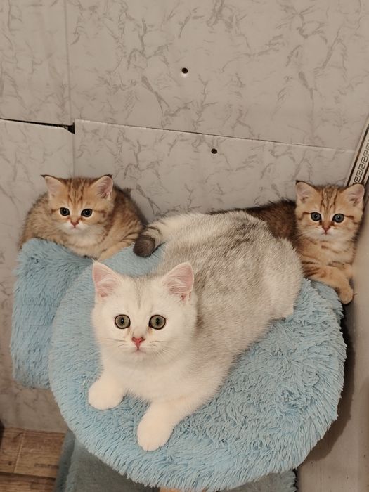 Золотые шиншиллы серебро шиншиллы