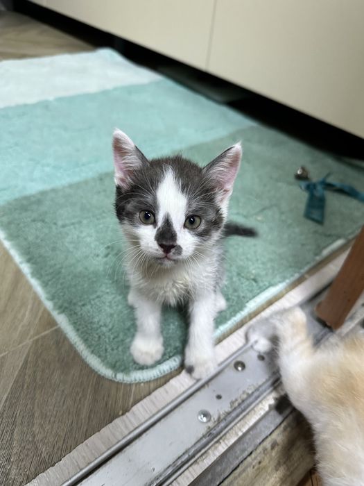 Отдам котят в добрые руки