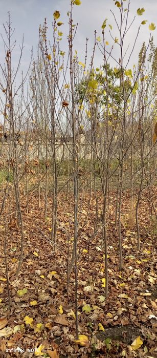 Lola darahti , лола