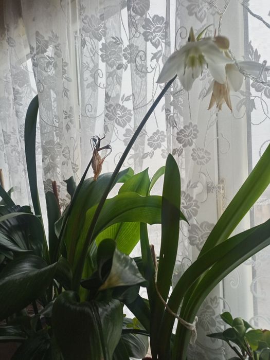 Продам амазонскую лилию.