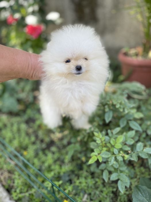 Померан мини