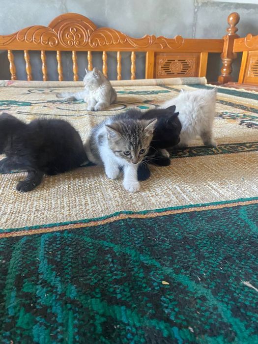 Mushukchalar sotiladi qoralari ogil bola oq jiggarangi qiz bola