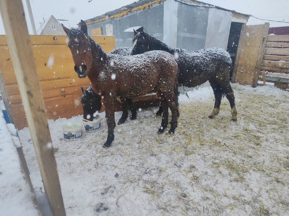 Продам жеребят три головы!