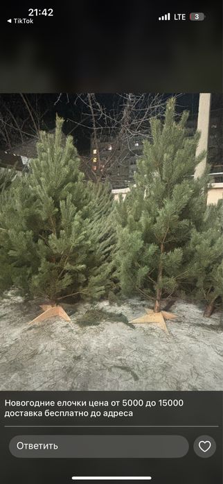 Продам  свежие Ёлки